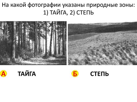 Природные зоны - презентация онлайн