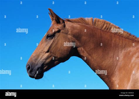 Trakehner horse (Equus przewalskii f. caballus), portrait, Germany ...