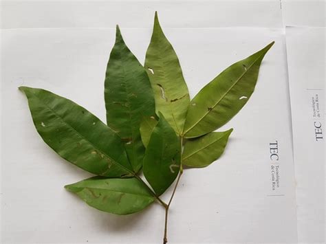 stri research portal macrolobium