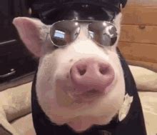 Pig Pig Police GIF - Pig Pig Police Police - GIF 탐색 및 공유