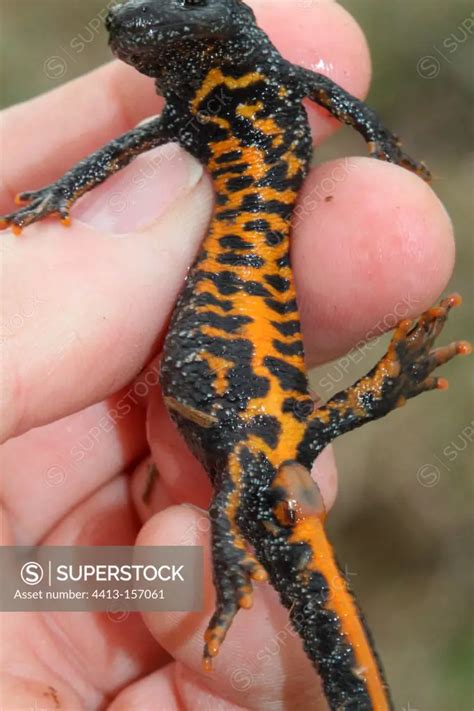 Underside of a female Northern Crested Newt Isere France - SuperStock