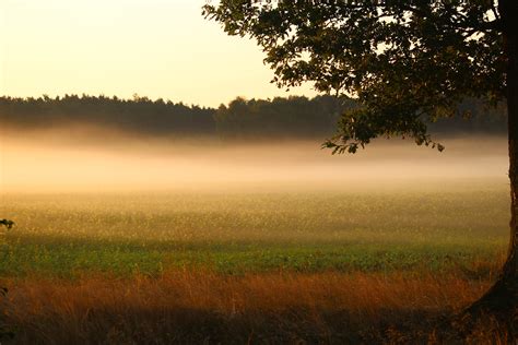 Free Images : landscape, tree, nature, forest, grass, horizon, fog