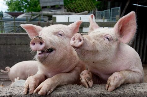 Salmonella and pigs | barfblog