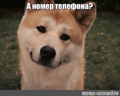 Создать мем "собака шиба ину, акита ину собака, хатико порода ...