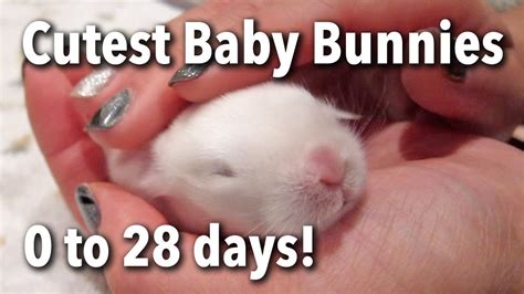 Newborn Bunny