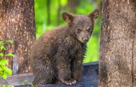 Тварини які живуть тільки в Північній Америці | Black bear, Brown bear ...