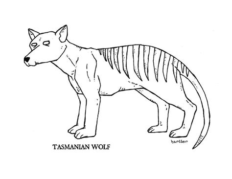 Tasmanian Wolf by Hartter on DeviantArt