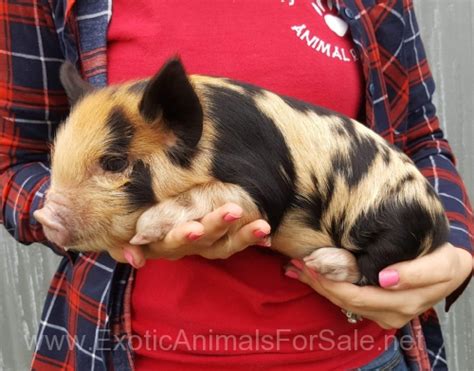 Kune Kune Piglets AKKPS Reg. for Sale