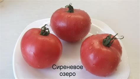 Томат Сиреневое озеро: ОТЗЫВЫ (5), фото, урожайность, описание и ...