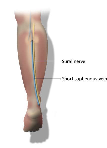 Saphenous Vein And Nerve