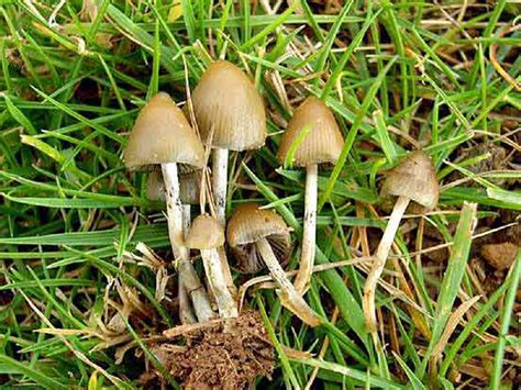 Псилоцибе полуланцетовидная (Psilocybe semilanceata)