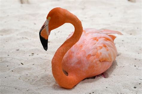A Pink Flamingo on Flamingo Beach, Aruba Stock Image - Image of ...