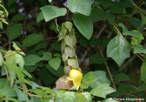 Trees of Tropical Asia - Gmelina philippensis