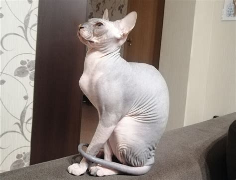 Кошка есть, а запаха кошачьего туалета нет, решила проблему за 34 рубля ...