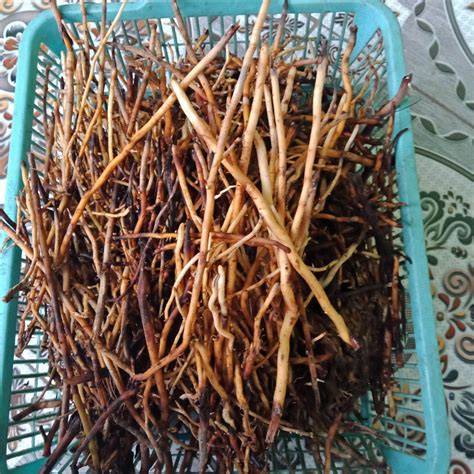 Akar Pohon Kelapa 7