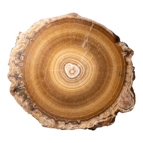 genuine aragonite stalactite slice  mexico  grams  sale