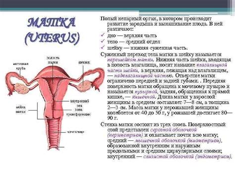 Анатомия женской половой системы человека