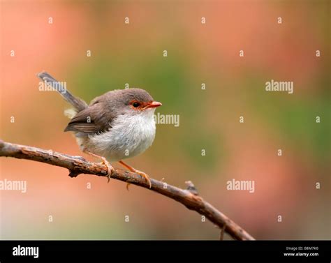 Female Superb Fairy Wren Stock Photo - Alamy