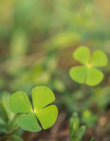 Daun Hijau Yang Indah Dari Semanggi Air Foto Stok - Unduh Gambar ...