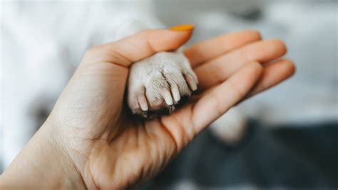 how to cut dog nails without clippers