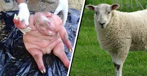 South African Villagers Terrified By Half-Human, Half-Sheep Hybrid ...