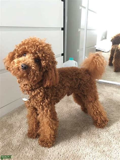 RED miniature poodle - Stud Dog florida - Breed Your Dog