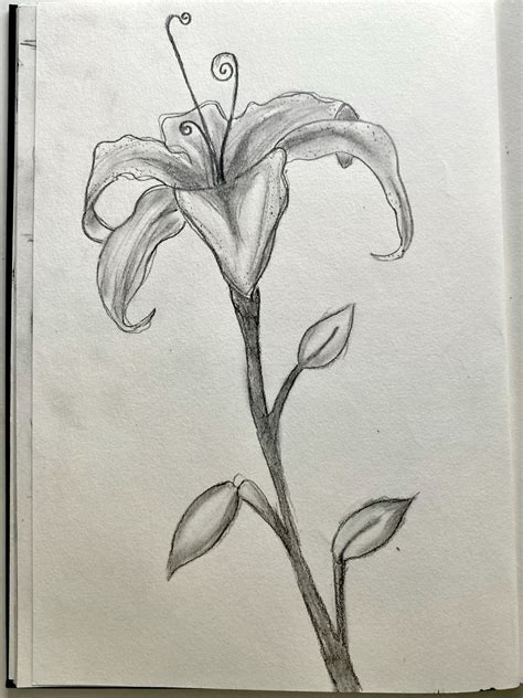 sketch of a lily flower 4