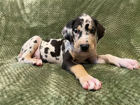 AKC Harlequin TANPOINT Male Great Dane looking for a forever home!!! - Great Dane Puppies for
