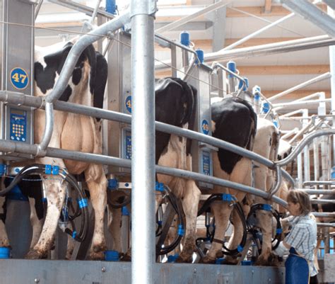 home dairymaster