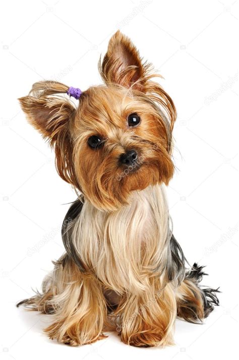 yorkshire terrier fotografia de stock scorpp  depositphotos