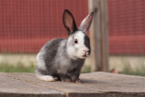 Harlequin Rabbits | Harlequin For Sale | Rabbit Breeds