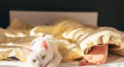 Вътрешни паразити при котките - Стр.1 - DogsAndCats.bg