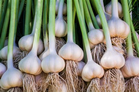 plant garlic citizenside