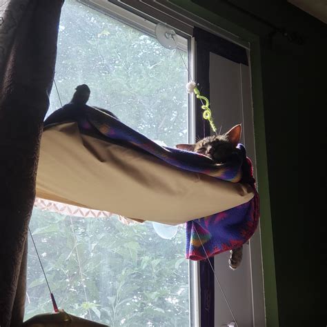 The unusual feetsies displayed by this Passed Out Pussy : r/LazyCats