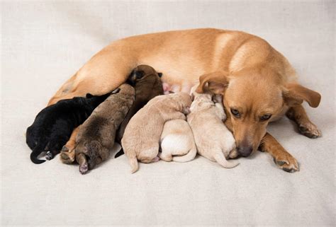Do Dogs Eat Their Babies? - A-Z Animals