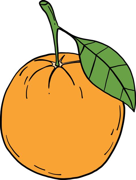 doodle freehand sketch drawing of orange fruit. 10996398 PNG