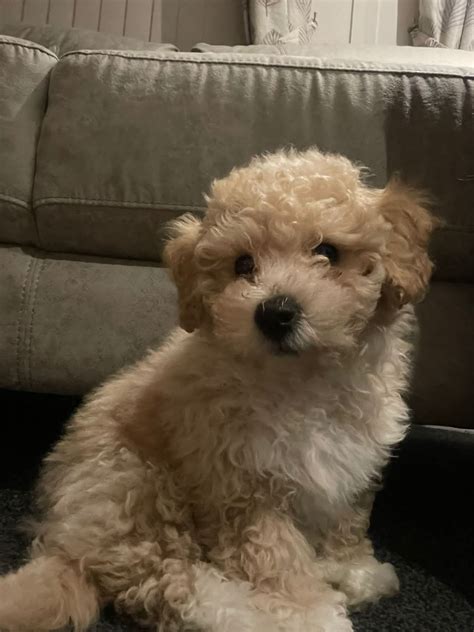 Local Wales Lettings Ltd added... - Local Wales Lettings Ltd