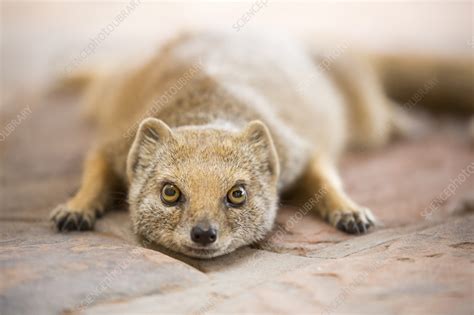 Yellow mongoose - Stock Image - C057/9714 - Science Photo Library