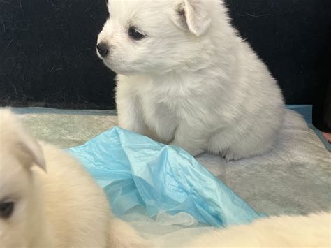 Japanese Spitz - Parramatta - PetsForHomes