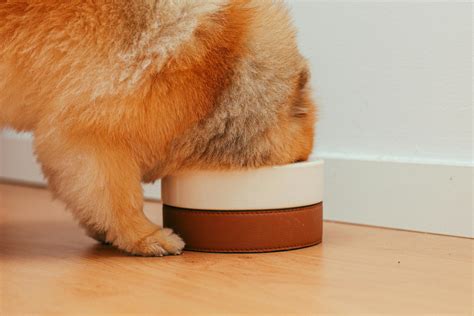 Can Dogs Eat Shrimp? Everything You Need to Know - Pawfect Journey