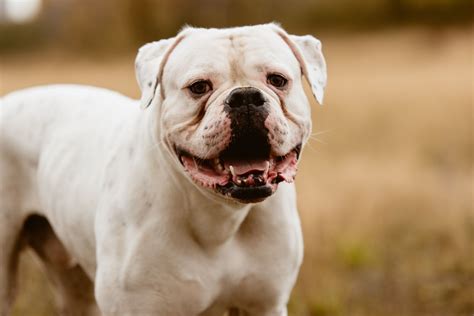 Tall American Bulldog
