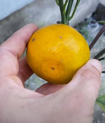 Мандарин "Ковано-Васе" купить почтой в Одессе, Киеве, Украине | Agro-Market