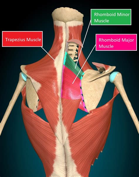 Muscles Biomechanics: Rhomboid Major and Minor Muscle