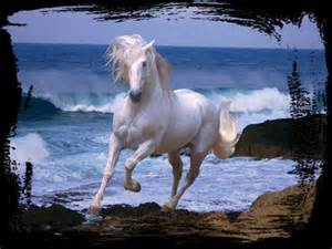 Ocean Winds - Horse F2Cmp - Horses & Animals Background Wallpapers on ...