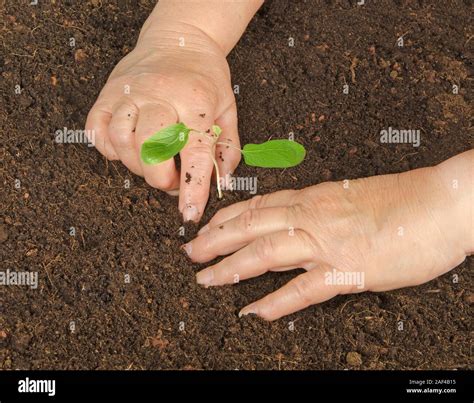 planting  sapling stock photo alamy