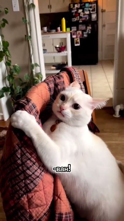 Новый клип к песенке @mister__kot 😻 #юмор #коты #приколы - YouTube