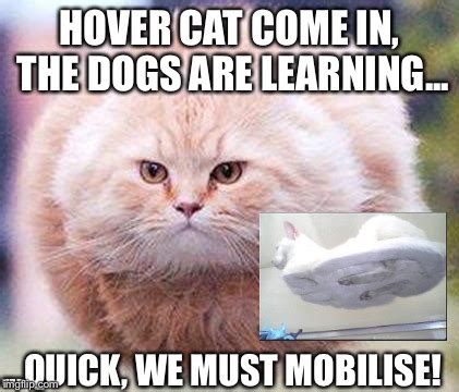Image tagged in hover cat 1 - Imgflip