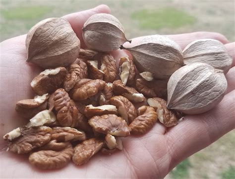 Hickory nut trees, where to begin? - General Fruit Growing - Growing Fruit