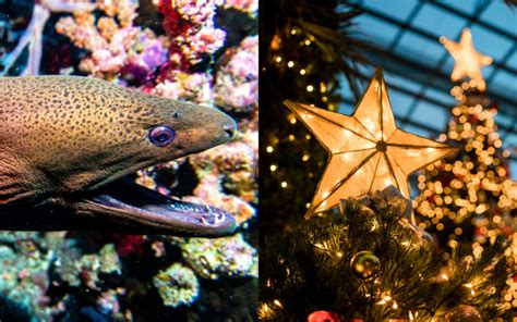 Aquarium In The US Used Electric Eel To Light Up Their Christmas Tree