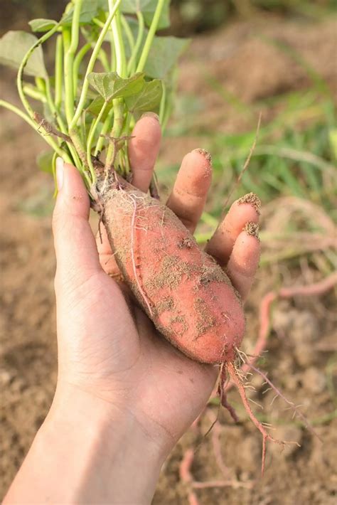 13 Best (+worst) Sweet Potato Companion Plants | Boreal Bloom Homestead